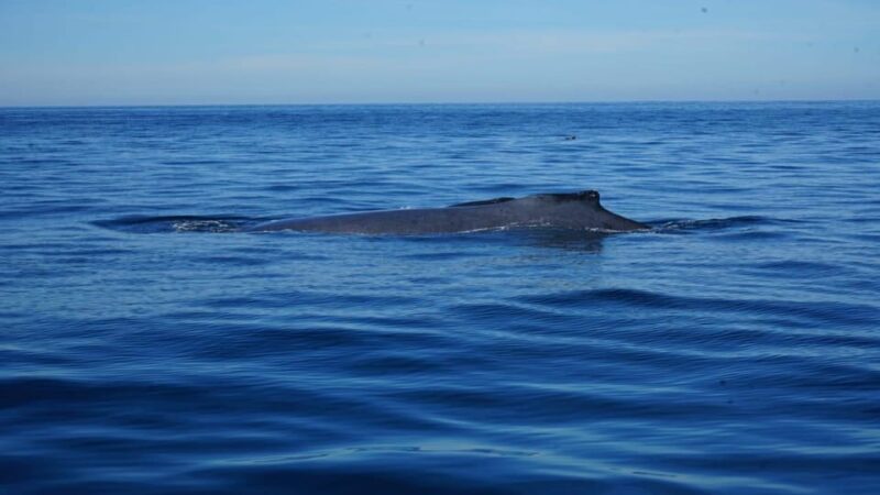 Puerto Vallarta: Whale Watching - Key Points