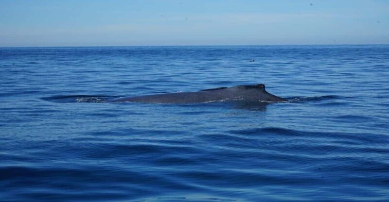 Puerto Vallarta: Whale Watching - Safety and Accessibility