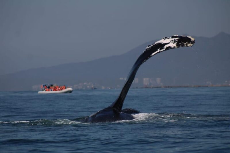 Puerto Vallarta: Whale Watching - Meeting Point and Preparation