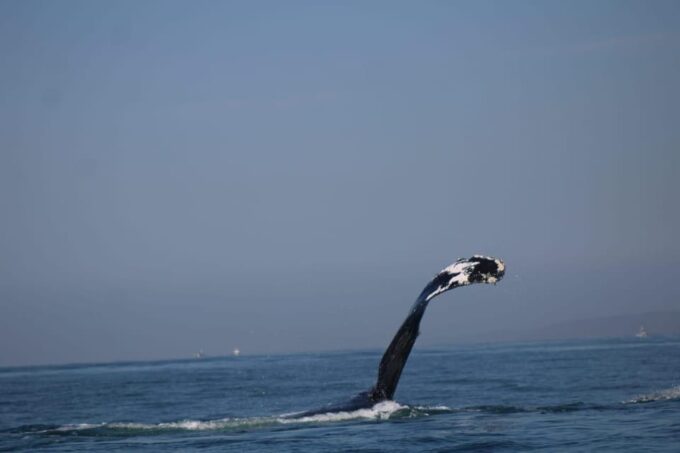 Puerto Vallarta: Whale Watching - Whale Watching Season