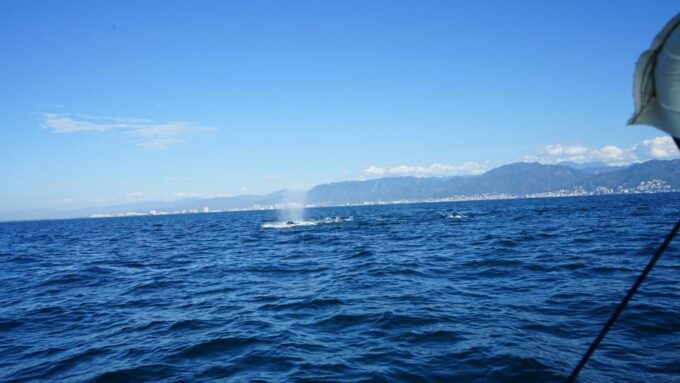 Puerto Vallarta: Whale Watching - What to Expect on the Tour