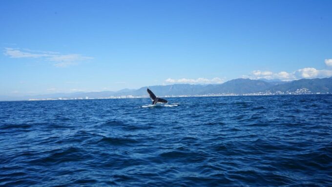Puerto Vallarta: Whale Watching - Frequently Asked Questions