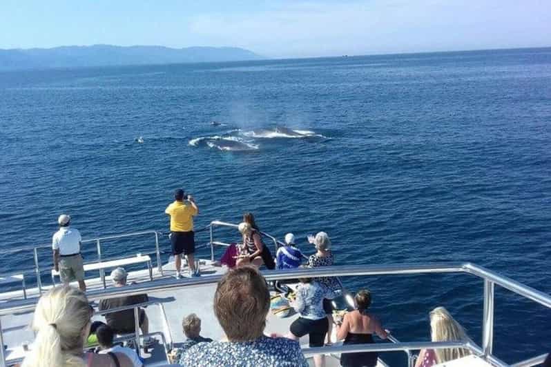Puerto Vallarta: Whale Watching Beach Bay - Key Points