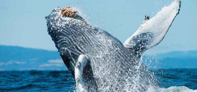 Puerto Vallarta: Whale Watching Beach Bay - Booking Information