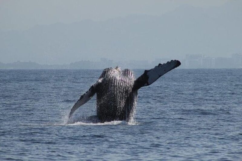 Puerto Vallarta: Whale Watching Beach Bay - Guided Experience