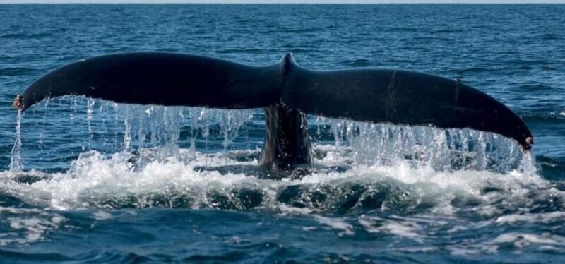 Puerto Vallarta: Whale Watching Beach Bay - Inclusions