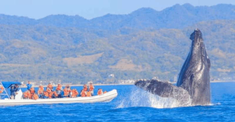Puerto Vallarta: Whale Watching by Speedboat Tour - Key Points