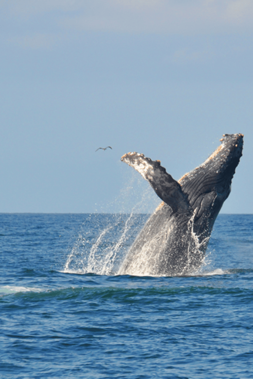 Puerto Vallarta: Whale Watching by Speedboat Tour - Activity Details