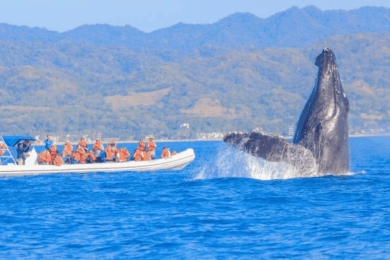 Puerto Vallarta: Whale Watching by Speedboat Tour - Location Highlights