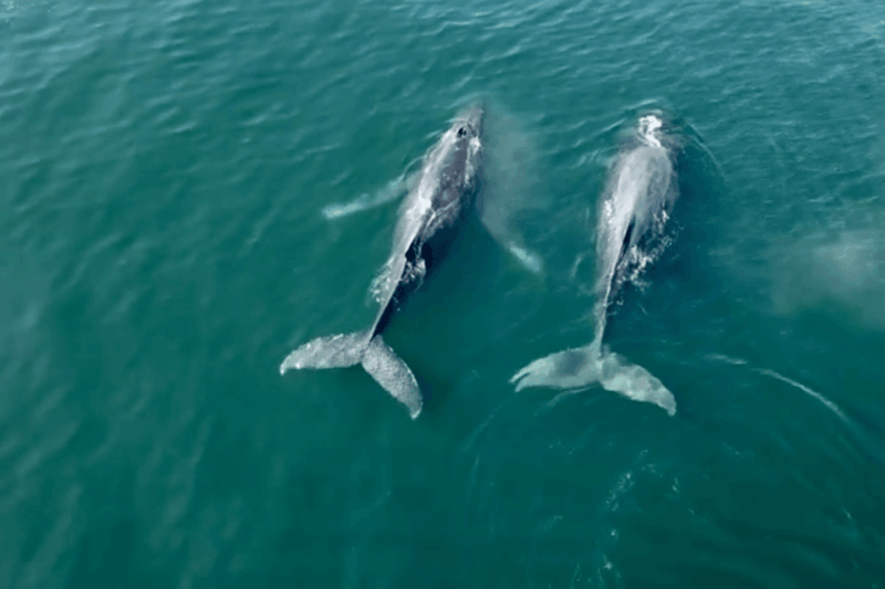 Puerto Vallarta: Whale Watching by Speedboat Tour - Language Options