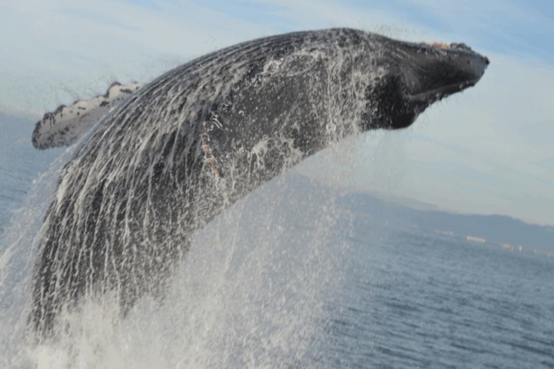 Puerto Vallarta: Whale Watching by Speedboat Tour - Cancellation and Booking
