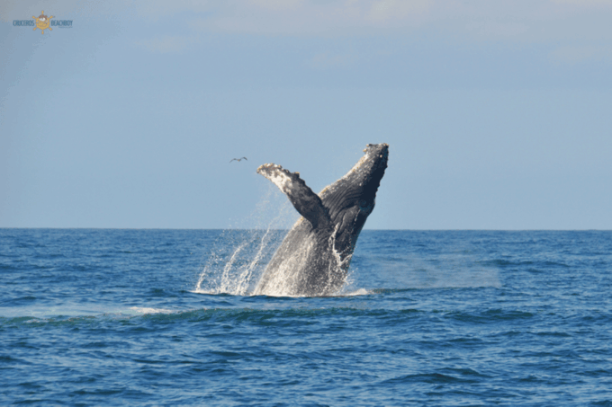 Puerto Vallarta: Whale Watching by Speedboat Tour - Frequently Asked Questions