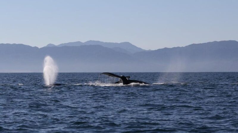 Puerto Vallarta: Whale Watching Encounter - Key Points