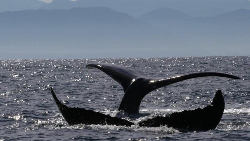 Puerto Vallarta: Whale Watching Encounter - Experience Highlights