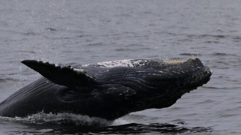 Puerto Vallarta: Whale Watching Encounter - Guided Tour Details