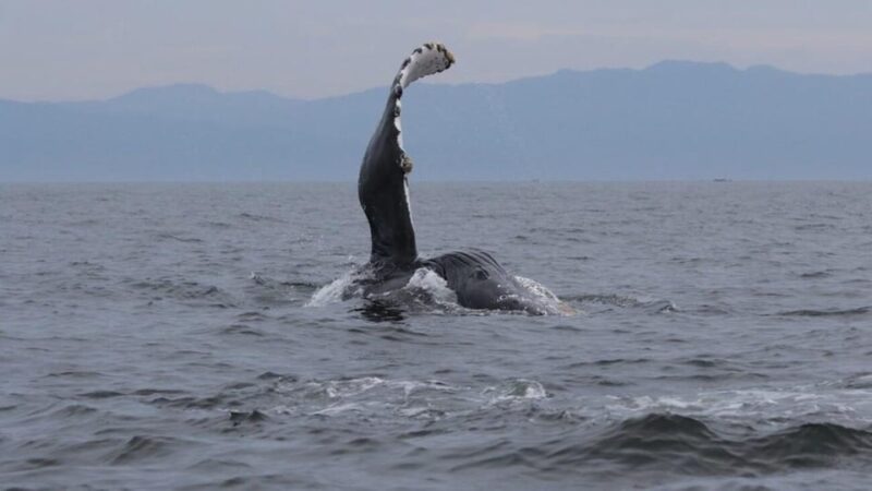 Puerto Vallarta: Whale Watching Encounter - Included Amenities