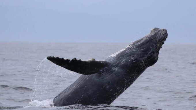 Puerto Vallarta: Whale Watching Encounter - What to Expect