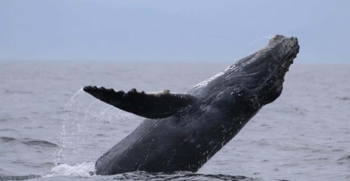 Puerto Vallarta: Whale Watching Encounter - Why Book This Tour