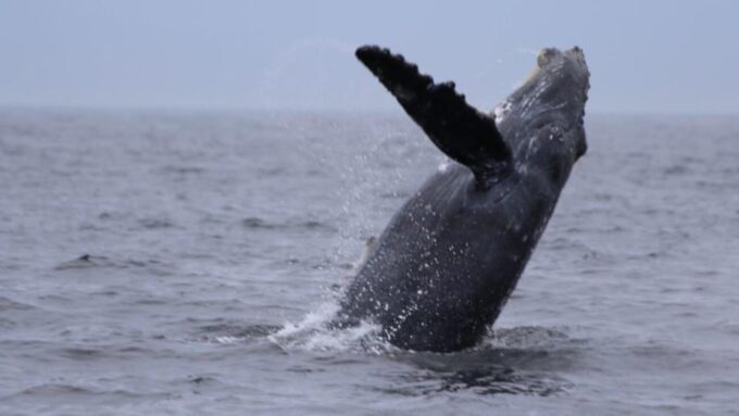 Puerto Vallarta: Whale Watching Encounter - Frequently Asked Questions
