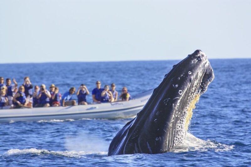 Puerto Vallarta: Whale Watching Photo Safari - Key Points