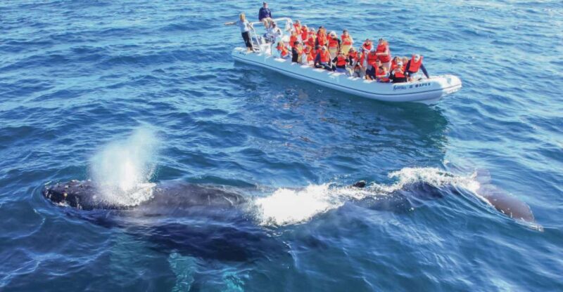 Puerto Vallarta: Whale Watching Photo Safari - Tour Details