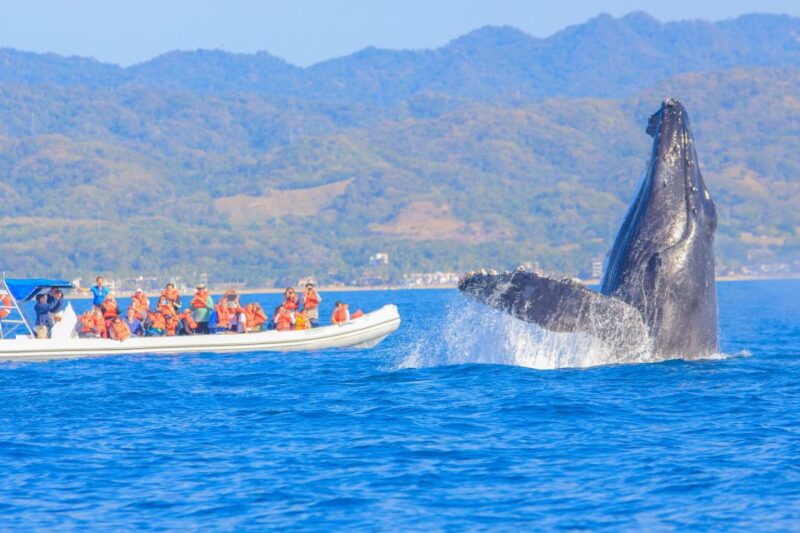 Puerto Vallarta: Whale Watching Photo Safari - Participant Restrictions