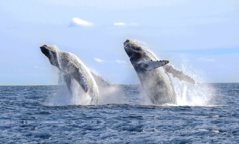 Puerto Vallarta: Whale Watching Photo Safari - Booking and Cancellation