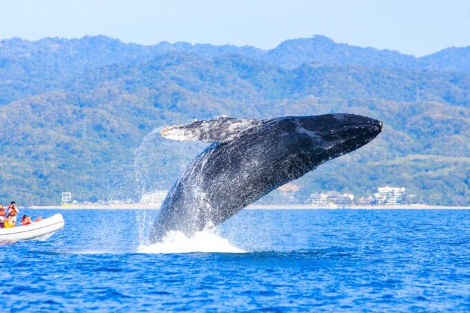 Puerto Vallarta: Whale Watching Photo Safari - Frequently Asked Questions
