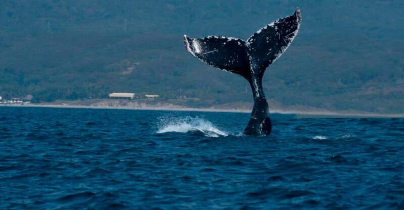Puerto Vallarta: Whale Watching - Key Points