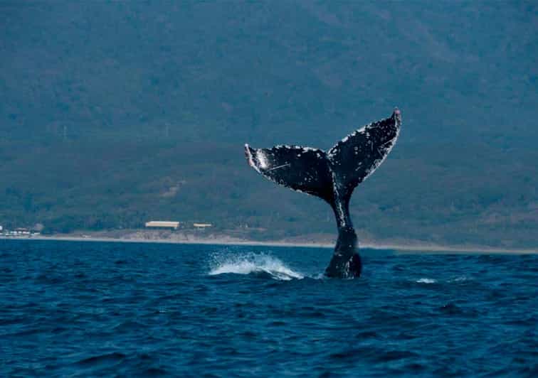 Puerto Vallarta: Whale Watching - Pricing and Reservations