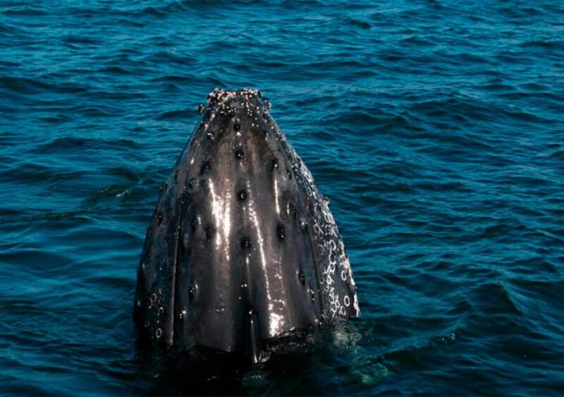 Puerto Vallarta: Whale Watching - Sailboat and Facilities