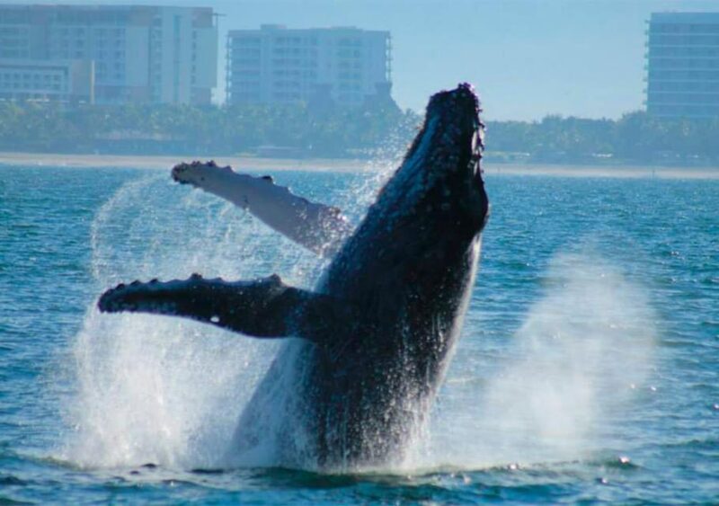 Puerto Vallarta: Whale Watching - Expert-led Whale Watching