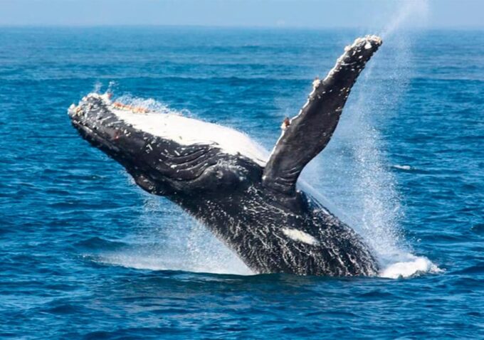 Puerto Vallarta: Whale Watching - Behaviors and Encounters