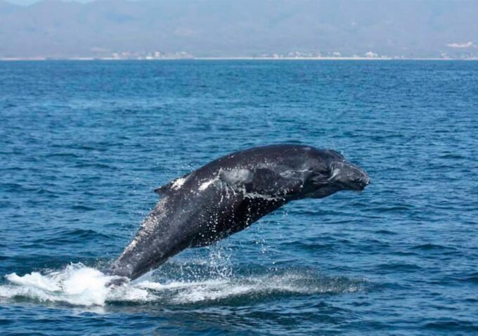 Puerto Vallarta: Whale Watching - Included Amenities