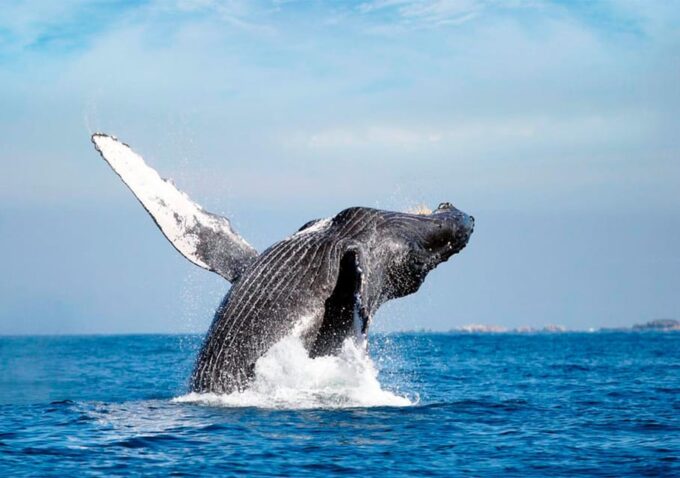 Puerto Vallarta: Whale Watching - Important Considerations
