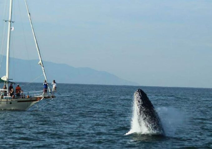 Puerto Vallarta: Whale Watching - Frequently Asked Questions