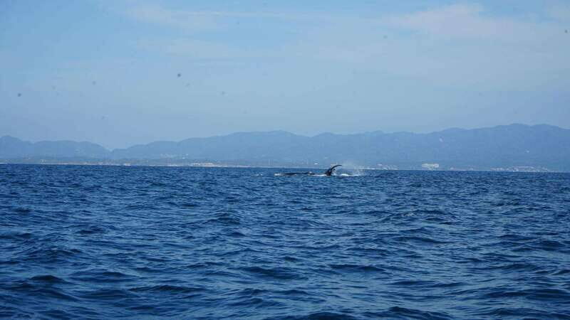 Puerto Vallarta: Whale Watching with Guide - Key Points