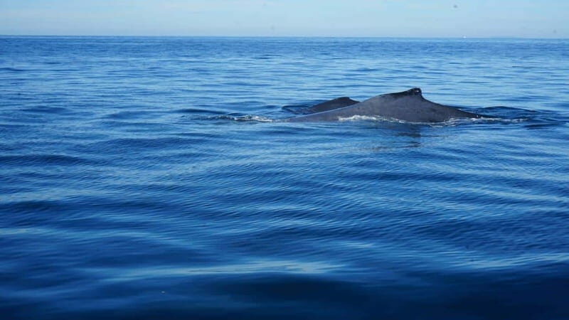 Puerto Vallarta: Whale Watching with Guide - The Experience in Detail