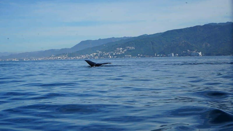 Puerto Vallarta: Whale Watching with Guide - The Practical Side: Value and Logistics
