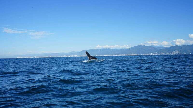 Puerto Vallarta: Whale Watching with Guide - Who Should Consider This Tour?
