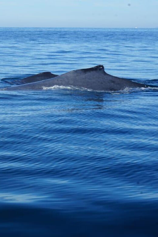 Puerto Vallarta: Whale Watching with Guide - Final Thoughts