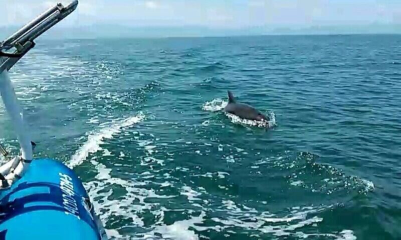 Puerto Vallarta: Wild Dolphins & Snorkeling Expedition - Expedition Details