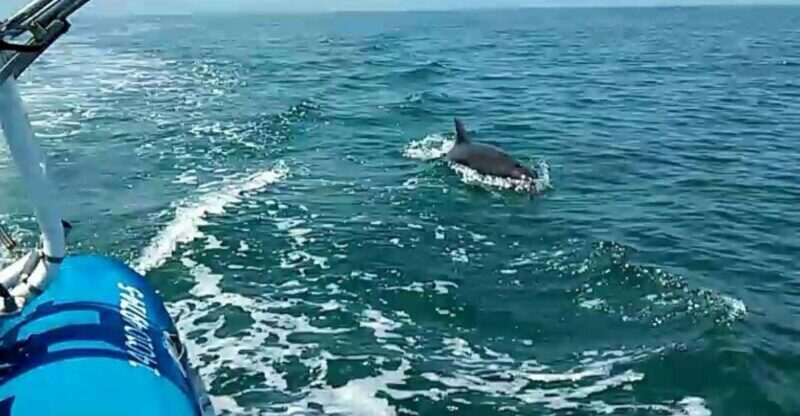 Puerto Vallarta: Wild Dolphins & Snorkeling Expedition - Snorkeling Experience