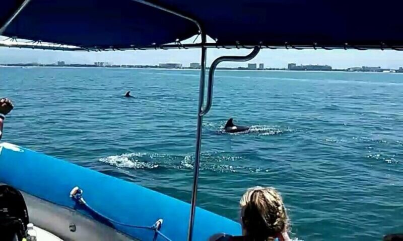 Puerto Vallarta: Wild Dolphins & Snorkeling Expedition - Participant Restrictions