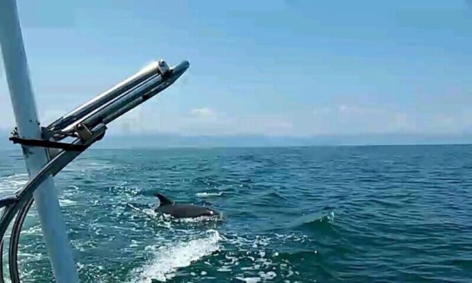 Puerto Vallarta: Wild Dolphins & Snorkeling Expedition - Meeting Point Directions