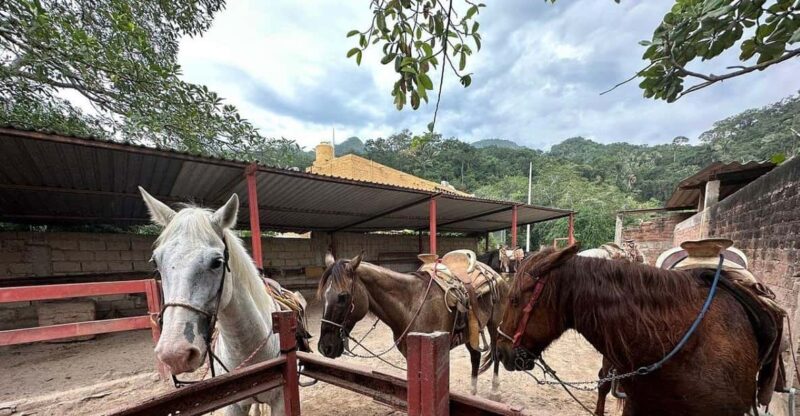 Puerto Vallarta: Wild Tour Horseback Riding Experience - Key Points