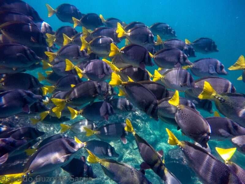 Puerto Vallarta: Yelapa Falls Yacht Cruise All-Inclusive - Participant Information