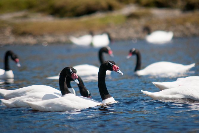 Puerto Varas; Full Day, Chiloe Island: Ancud, Caulin, and Lacuy - Tour Inclusions