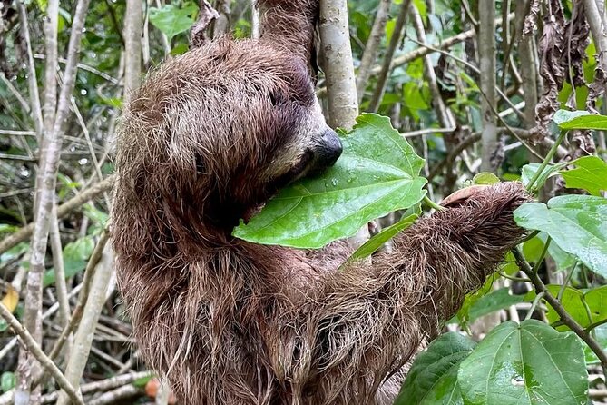 Puerto Viejo Sloth Jungle and River Kayaking Tour - Experience Expectations