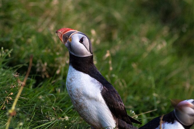 Puffin and Volcano Boat Tour - Quick Points